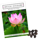 Lotus Samen winterhart (Nelumbo nucifera) - Indische Lotusblume Samen mit majestätischen Blüten zum selber ziehen für Aquarium, Teich &amp; Garten - HappySeed