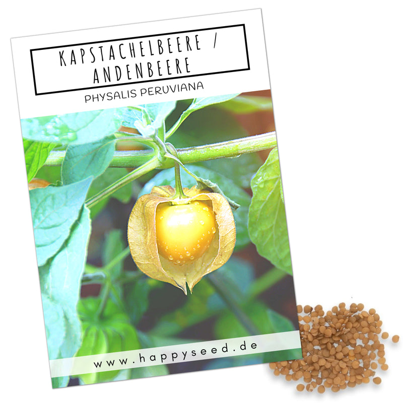 Physalis / Kapstachelbeere Samen - Physalis peruviana - HappySeed