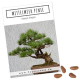 Mittelmeer Pinie Samen - Pinus pinea (Bonsai) - HappySeed