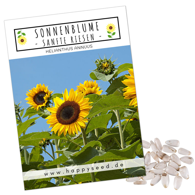 Sonnenblumen Samen - Helianthus annuus (Sanfte Riesen) - HappySeed