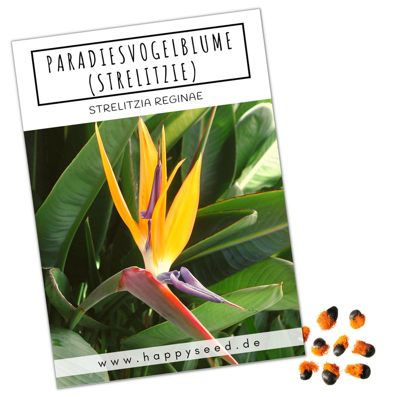 Strelitzie / Paradiesvogelblume Samen - Strelitzia reginae, 4 Korn