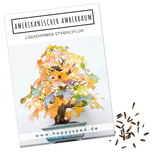 Amerikanischer Amberbaum Samen - Liquidambar styraciflua (Bonsai) - HappySeed
