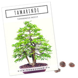 Tamarinde Samen -Tamarindus indica (Bonsai) - HappySeed