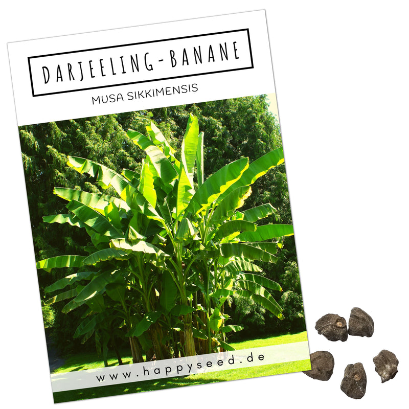 Darjeeling Bananen Samen - Musa sikkimensis - HappySeed