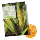 BIO Zuckermais Samen (Golden Bantam) - Mais Saatgut aus biologischem Anbau (30 Korn) - HappySeed