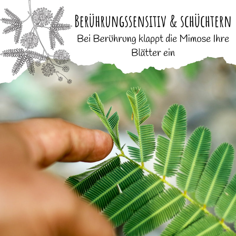 Echte Mimose Samen (Mimosa Pudica) mit hoher Keimrate -  vielblütige &amp; bewegungsfrohe Mimosen - HappySeed