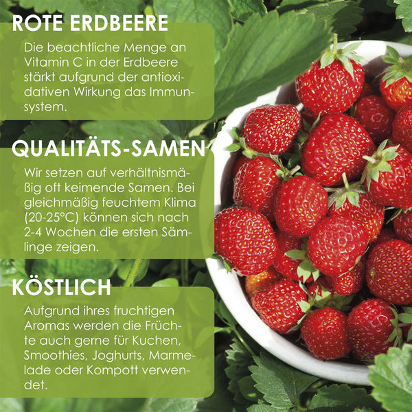 Erdbeeren Samen - Fragaria - HappySeed