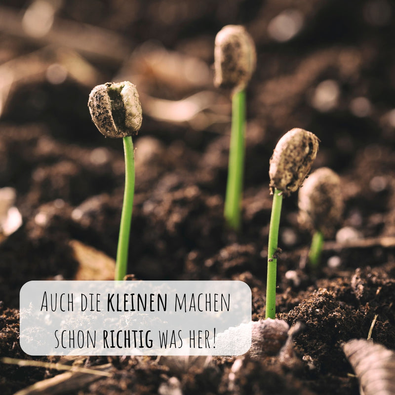 Kaffee Samen - Coffea arabica nana - HappySeed