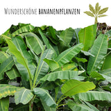 Darjeeling Bananen Samen - Musa sikkimensis - HappySeed