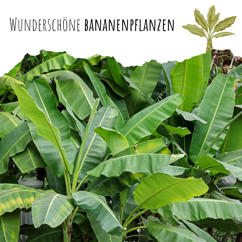 Darjeeling Bananen Samen - Musa sikkimensis - HappySeed