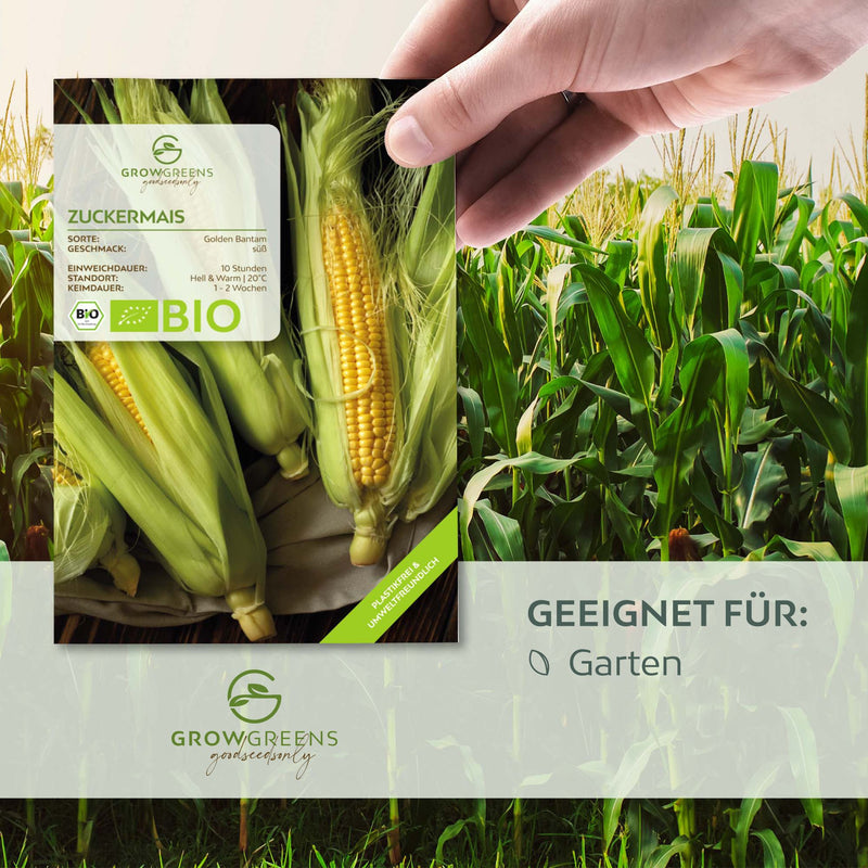 BIO Zuckermais Samen (Golden Bantam) - Mais Saatgut aus biologischem Anbau (30 Korn) - HappySeed