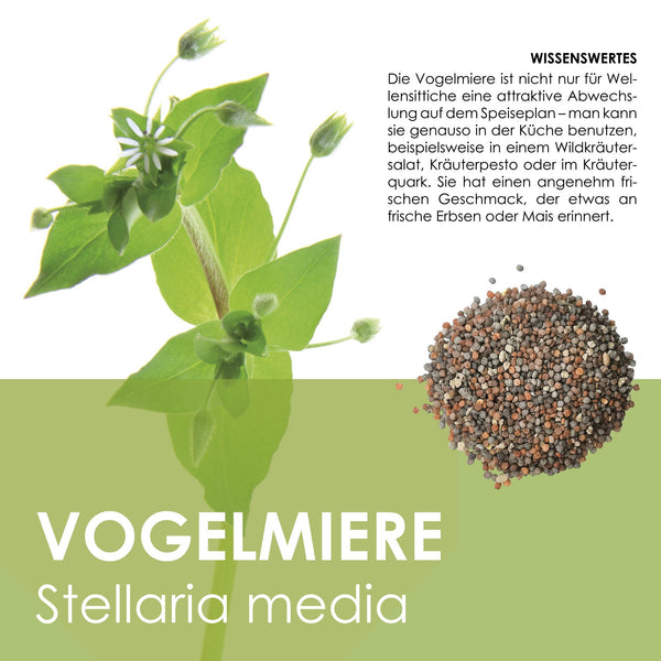 Vogelmiere Samen - Stellaria media - HappySeed