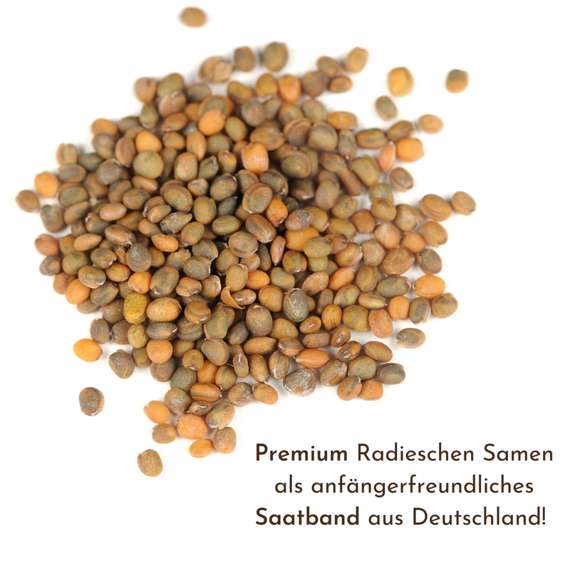 5m Saatband mit Radieschen Samen (Radies Riesenbutter Vitessa) - HappySeed