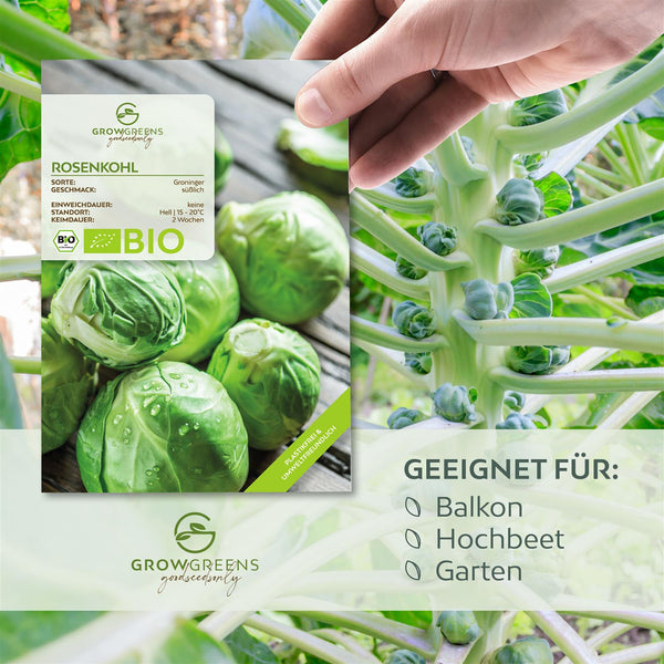 BIO Rosenkohl Samen (Groninger) - Rosenkohl Saatgut aus biologischem Anbau (30 Korn) - HappySeed
