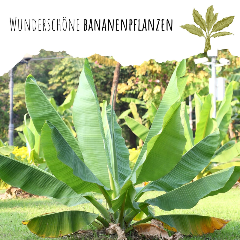 Große Essbanane Samen - Musa x paradisiaca - HappySeed