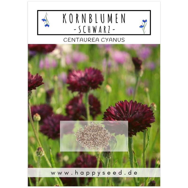 Kornblumen Samen (Centaurea cyanus) - Schwarz, 1000 Korn, 80 cm - HappySeed