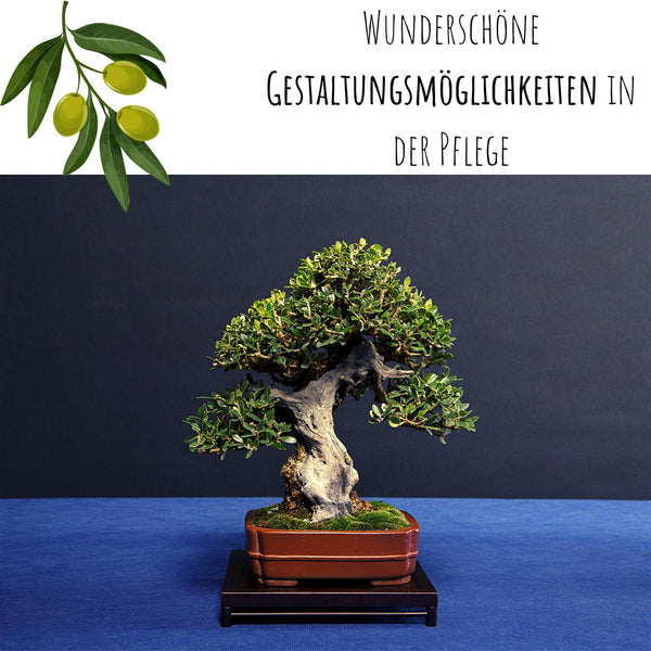 Ölbaum Samen - Olea europaea (Bonsai) - HappySeed
