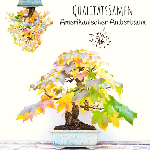 Amerikanischer Amberbaum Samen - Liquidambar styraciflua (Bonsai) - HappySeed