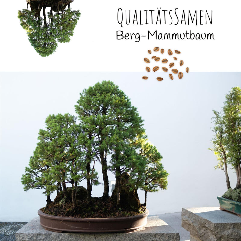 Berg Mammutbaum Samen - Sequoia giganteum (Bonsai) - HappySeed