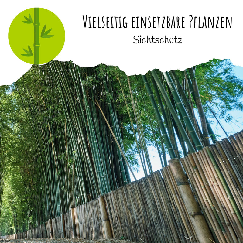 Moso Riesenbambus Samen - Phyllostachys pubescens