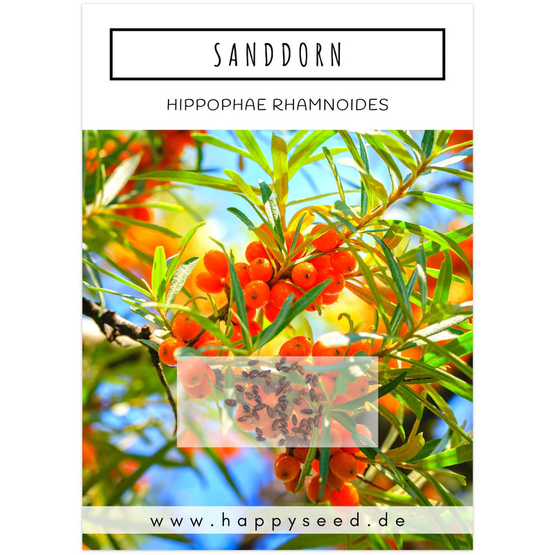 Sanddorn Samen - Hippophae rhamnoides - HappySeed