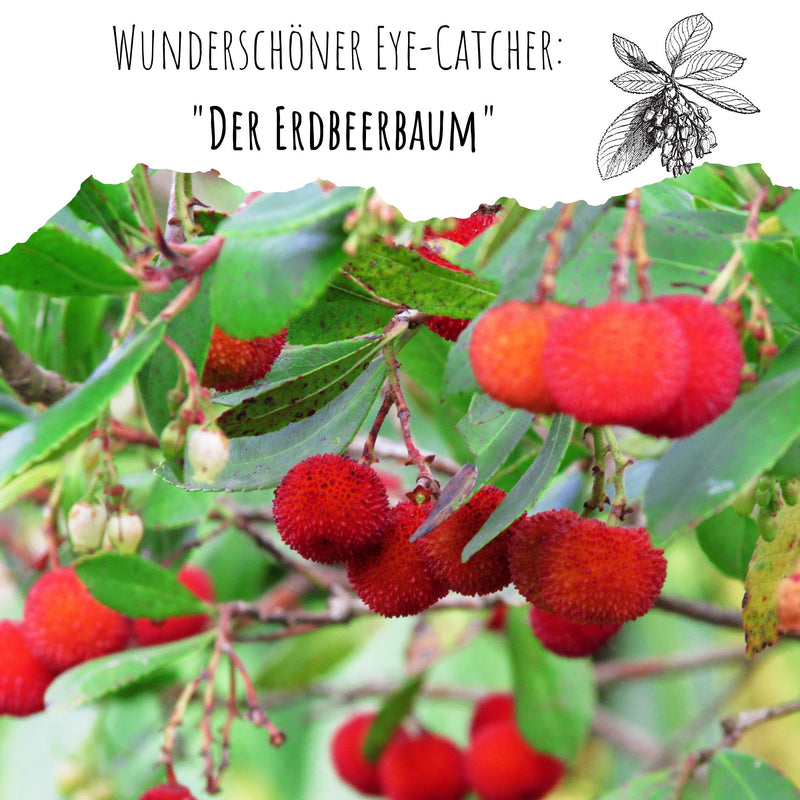 Erdbeerbaum Samen - Arbutus unedo - HappySeed