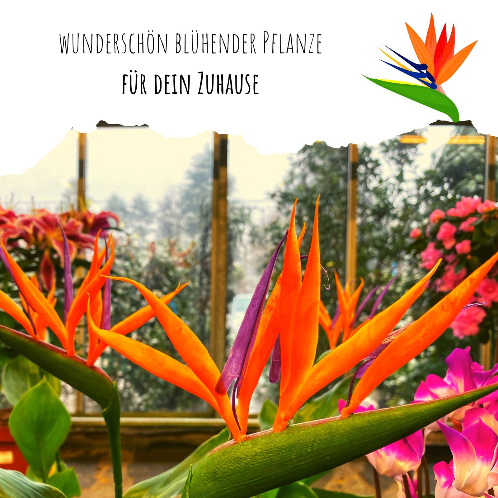Strelitzia Samen kaufen: Paradiesvogelblume & Strelitzie Reginae – HappySeed