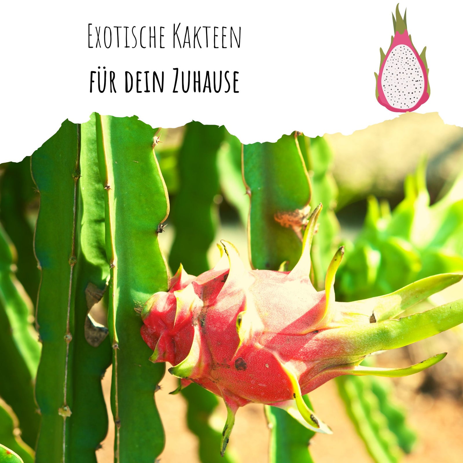 Rote Drachenfrucht Samen