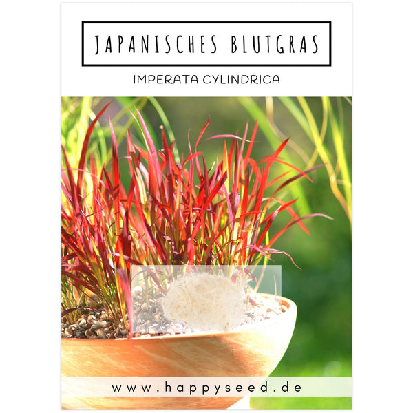 Japanisches Blutgras Samen - Imperata cylindrica - HappySeed