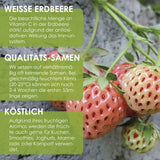 Weiße Erdbeeren Samen - Fragaria (weiß) - HappySeed