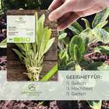 BIO Salbei Samen - Heilkräuter Saatgut aus biologischem Anbau (30 Korn) - HappySeed