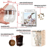 GROW2GO Baumwoll-Pflanzset ideal zur Baumwollhochzeit - Mini-Gewächshaus, Baumwollsamen &amp; Erde - HappySeed