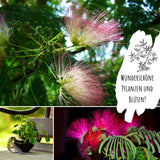 Echte Mimose Samen (Mimosa Pudica) mit hoher Keimrate -  vielblütige &amp; bewegungsfrohe Mimosen - HappySeed