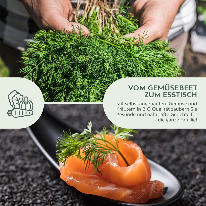 BIO Dill Samen - Küchenkräuter Saatgut aus biologischem Anbau (350 Korn) - HappySeed