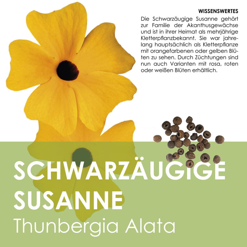 Schwarzäugige Susanne - Thunbergia alata - HappySeed