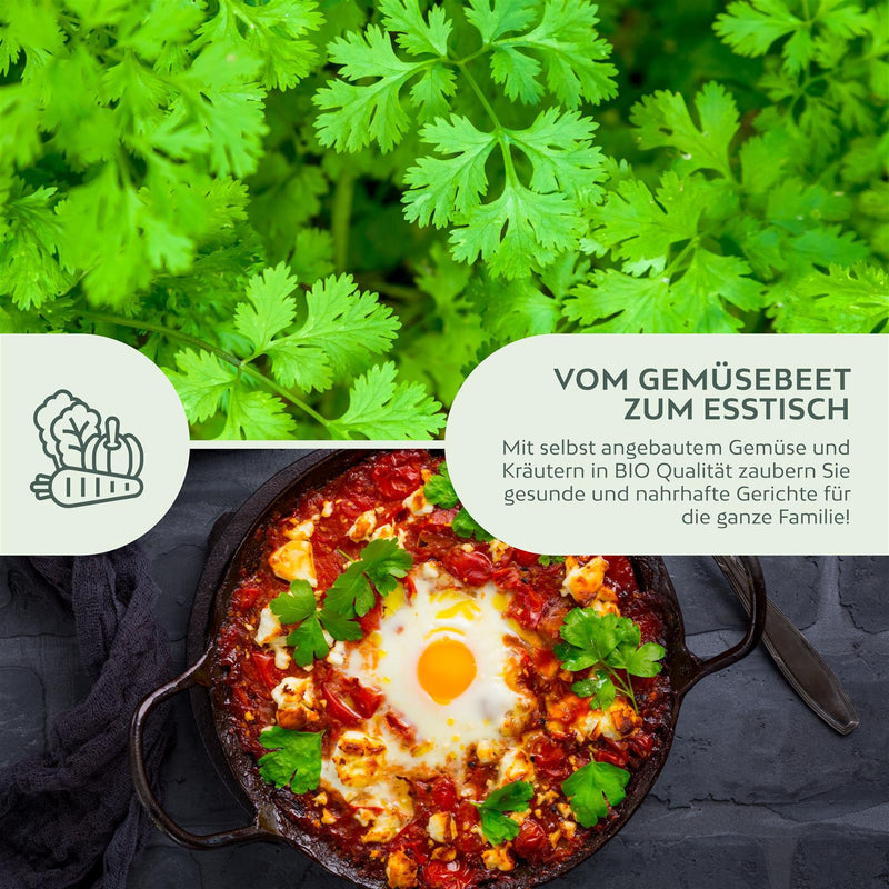 BIO Koriandersamen - Küchenkräuter Saatgut aus biologischem Anbau (35 Korn) - HappySeed
