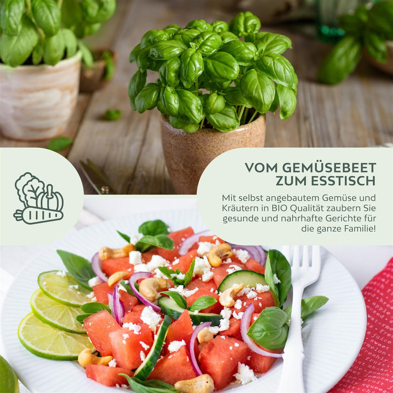 BIO Basilikum Samen Sweet Genovese - Küchenkräuter Saatgut aus biologischem Anbau (400 Korn) - HappySeed