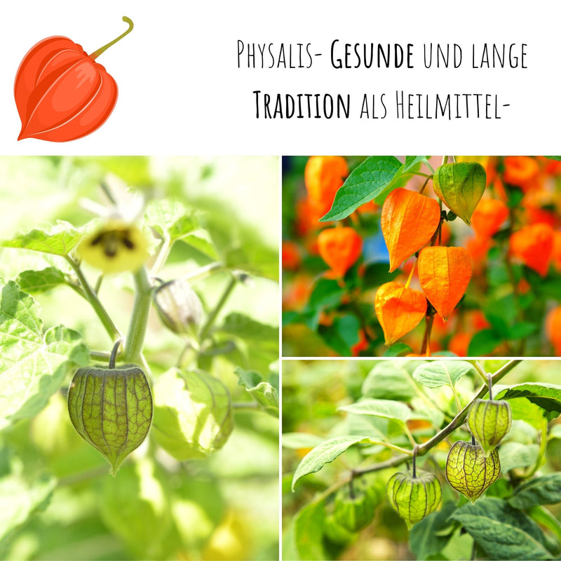 Physalis / Kapstachelbeere Samen - Physalis peruviana - HappySeed
