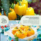 BIO Paprika Samen (Golden California Wonder) - Gelbe Paprika Saatgut aus biologischem Anbau (10 Korn) - HappySeed