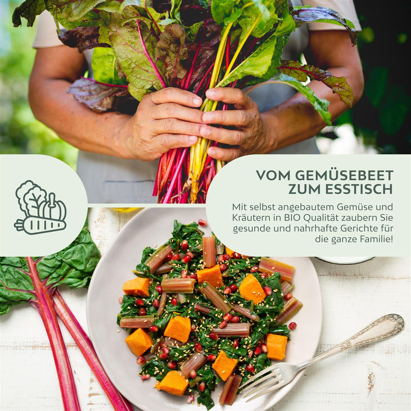 BIO Mangold Samen (Rhubarb) - Mangold Saatgut aus biologischem Anbau (25 Korn) - HappySeed
