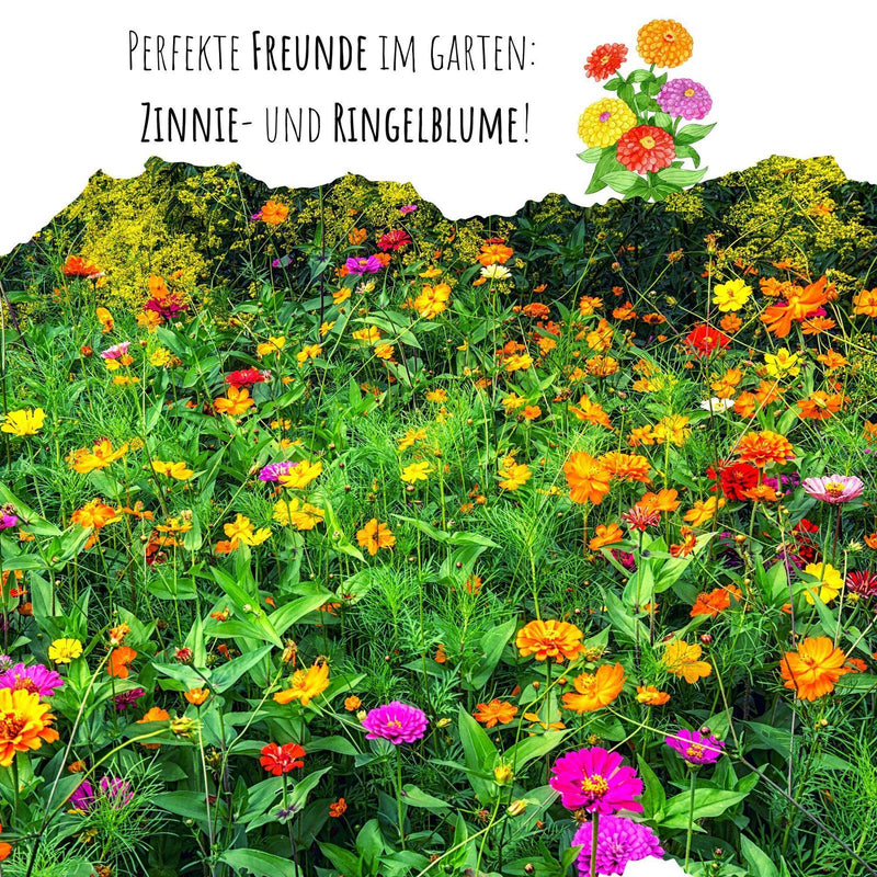 Zinnien Samen - Zinnia (Mix) - HappySeed