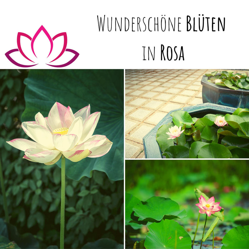 Lotus Samen winterhart (Nelumbo nucifera) - Indische Lotusblume Samen mit majestätischen Blüten zum selber ziehen für Aquarium, Teich &amp; Garten - HappySeed