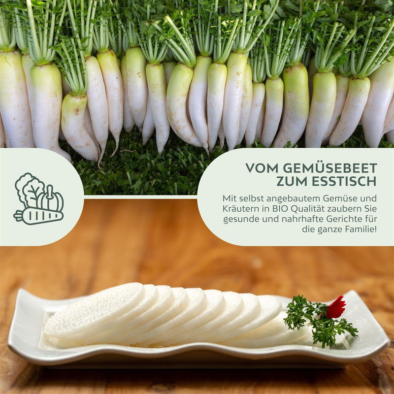 BIO Rettich Samen (Japanischer Daikon) - Rettich Saatgut aus biologischem Anbau (50 Korn) - HappySeed