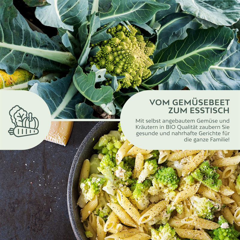 BIO Blumenkohl Samen (Romanesco) - Blumenkohl Saatgut aus biologischem Anbau (50 Korn) - HappySeed