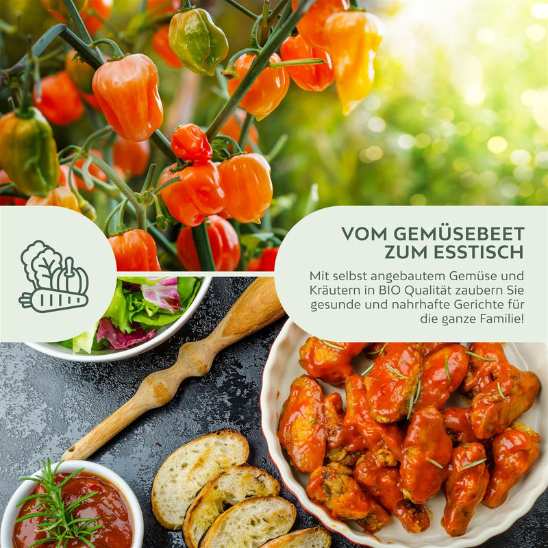 BIO Chili Samen (Habanero Orange, 250.000 Scoville) - Chili Saatgut aus biologischem Anbau (10 Korn) - HappySeed