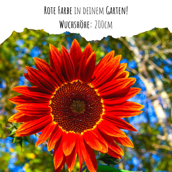 Sonnenblumen Samen - Helianthus annuus (Eklipse) - HappySeed
