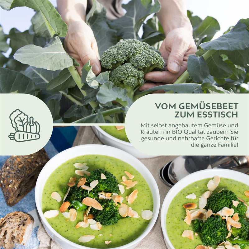 BIO Brokkoli Samen (Calabrese) - Brokkoli Saatgut aus biologischem Anbau (50 Korn) - HappySeed