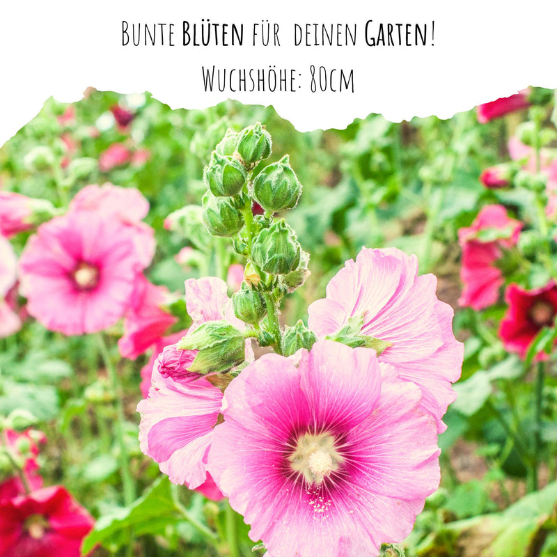Stockrosen Samen - Alcea Rosea (Mix) - HappySeed