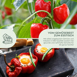 BIO Paprika Samen (California Wonder) - Rote Paprika Saatgut aus biologischem Anbau (10 Korn) - HappySeed