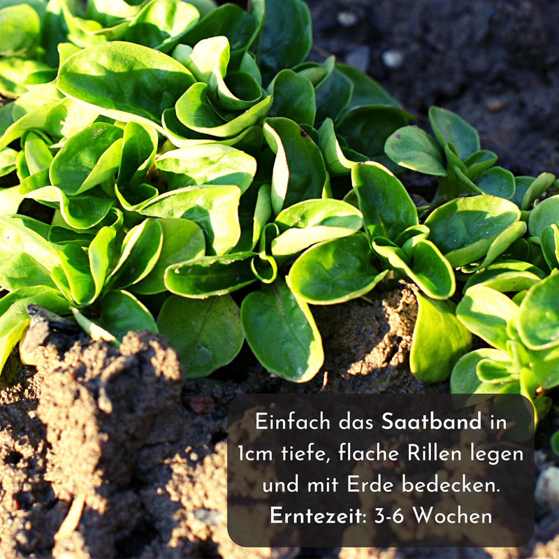 5m Saatband mit Feldsalat Samen - Verte a coeur plein 2 - Valerianella locusta - HappySeed
